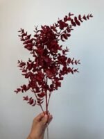 Гілка евкаліпту бордо