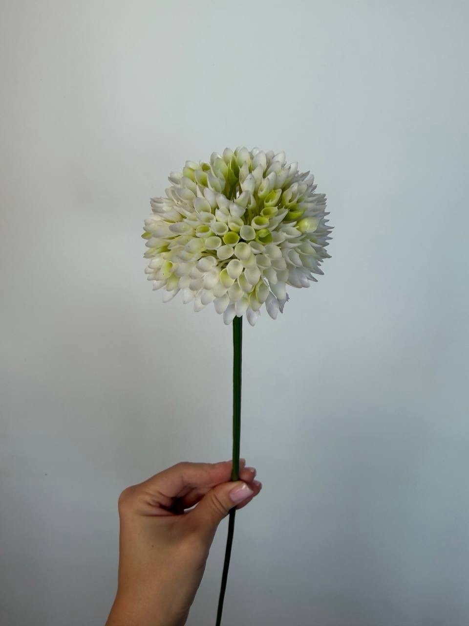 img_0173-2 Аліум білий - Зображення 1