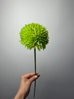 Аліум зелений - Зображення 2