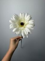 Гербера гілка молочна