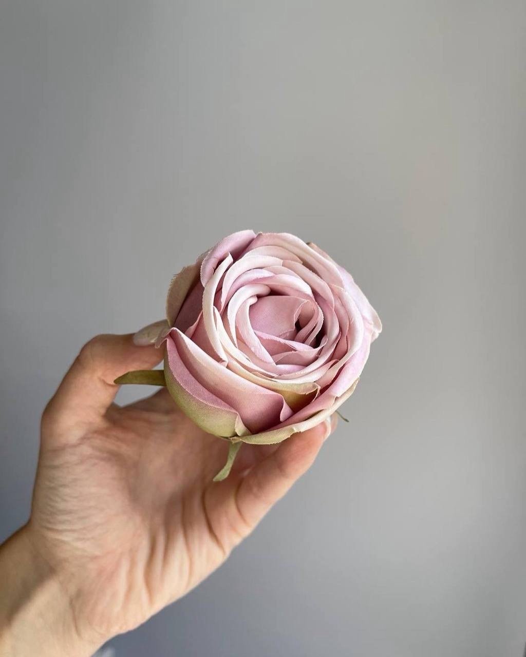 img_1952 троянда VIP пудра - Зображення 1