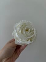 троянда VIP відкрита молочна