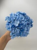 Гортензія преміум блакитна