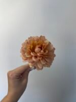 Жоржинка руда - Зображення 2