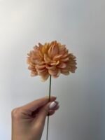 Жоржинка руда - Зображення 3