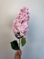 Гортензія гілка рожева