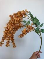 Гліцинія  коричнева 6 суцвіть - Зображення 3