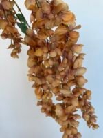 Гліцинія  коричнева 6 суцвіть - Зображення 4