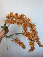 Гліцинія  коричнева 6 суцвіть - Зображення 2