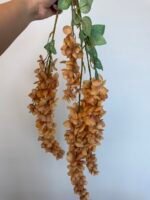 Гліцинія  коричнева 6 суцвіть