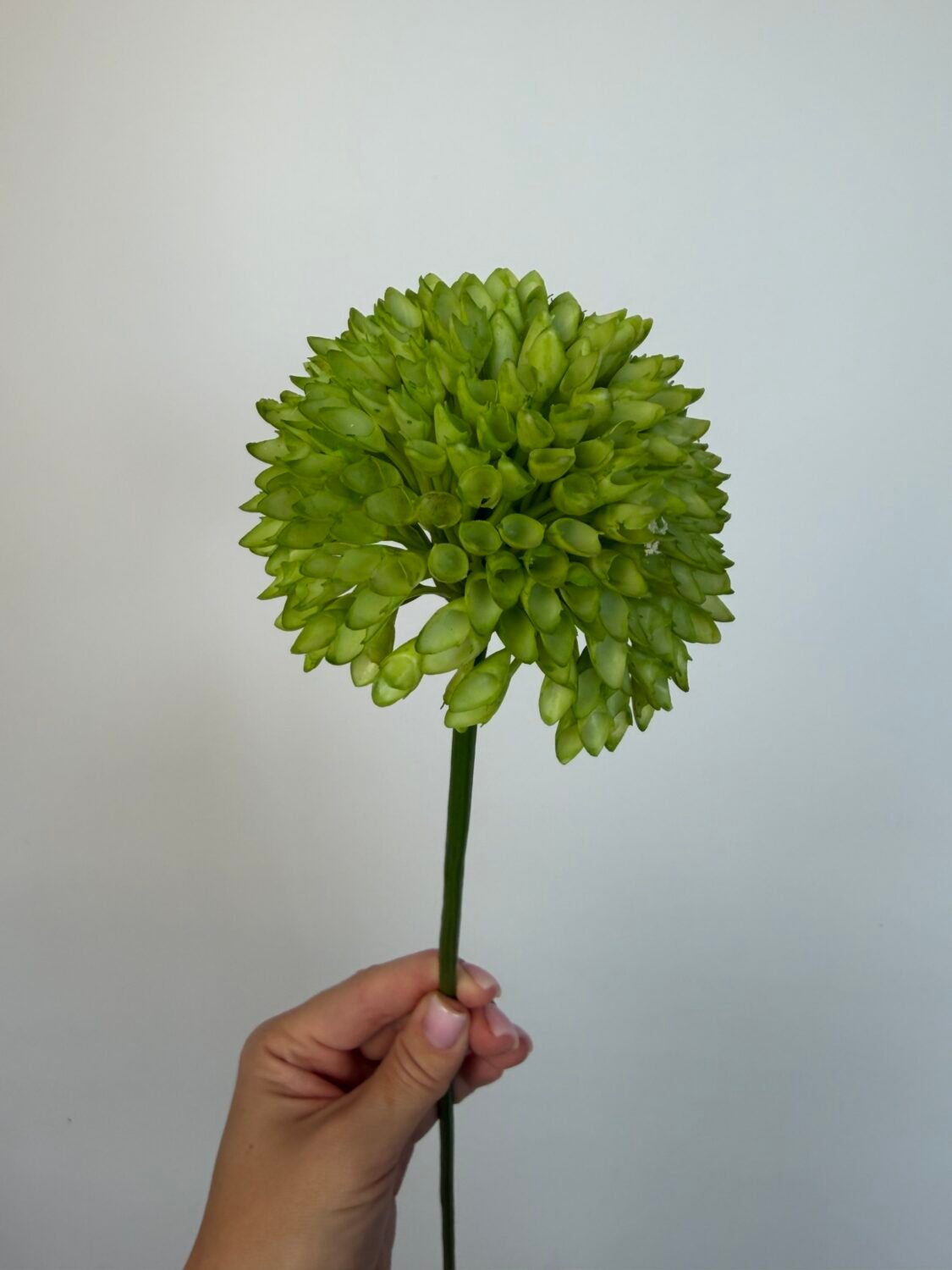 img_8513 Аліум зелений - Зображення 1