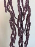 Амарант фіолетовий - Зображення 4