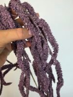 Амарант фіолетовий - Зображення 3