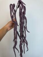 Амарант фіолетовий