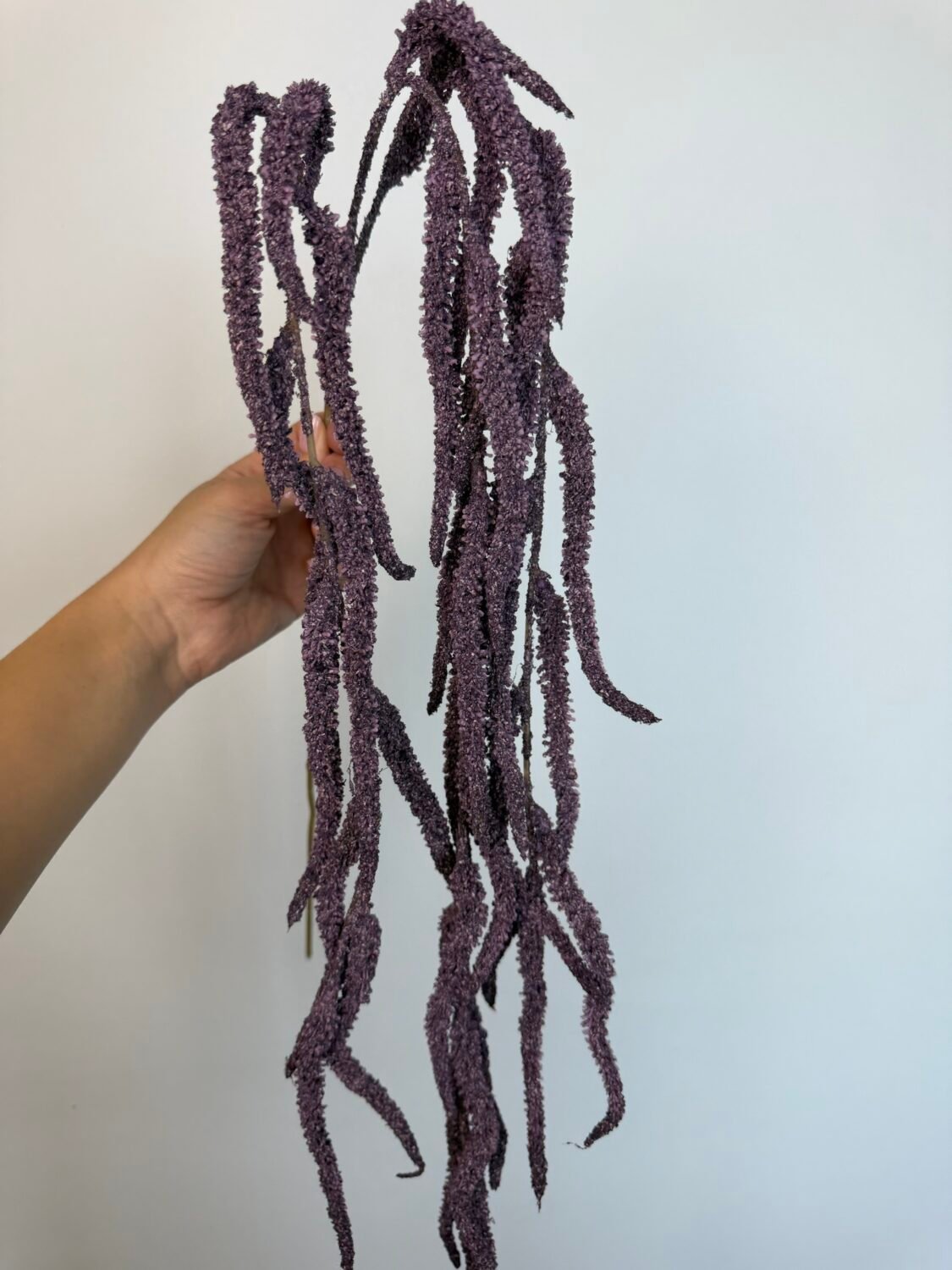 img_8521 Амарант фіолетовий - Зображення 1