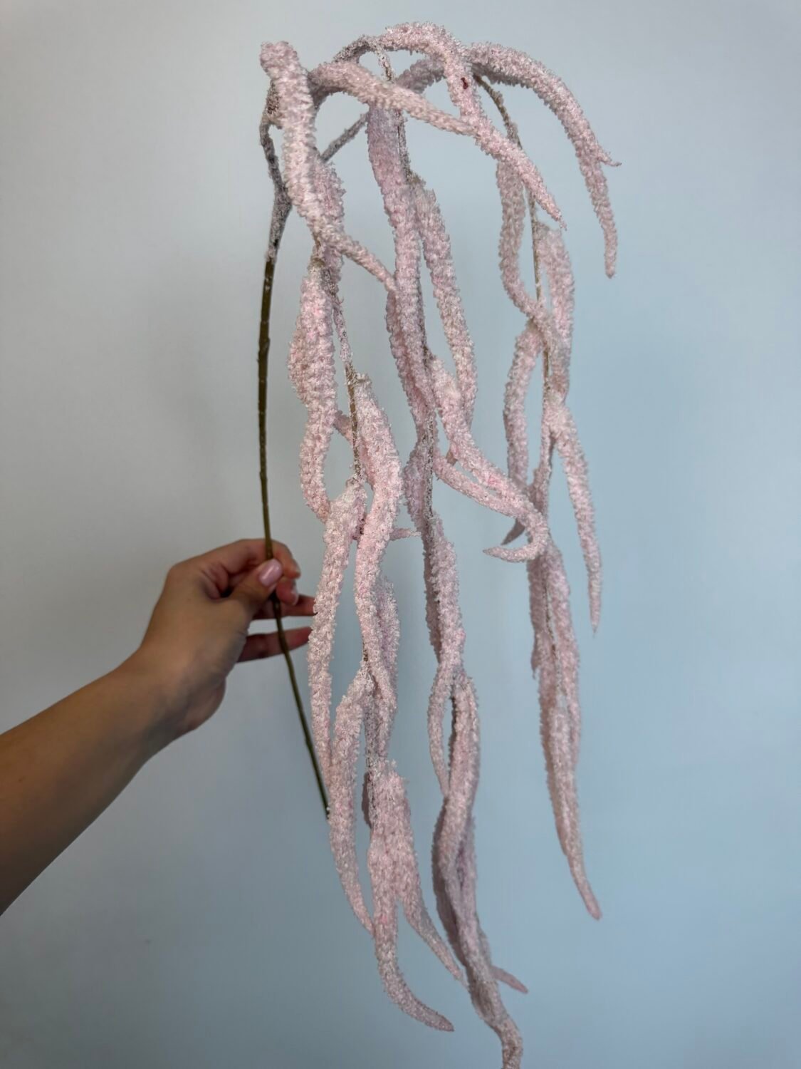 img_8523 Амарант рожевий - Зображення 1