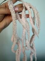 Амарант рожевий - Зображення 2