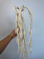 Амарант молочний