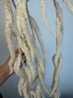 Амарант молочний - Зображення 3