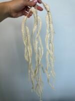 Амарант молочний - Зображення 4