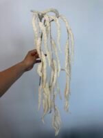 Амарант молочний - Зображення 2