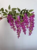 Гліцинія фіолетова 5 суцвіть