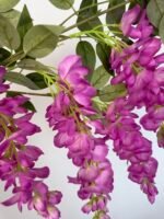 Гліцинія фіолетова 5 суцвіть - Зображення 2