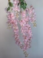 Гліцинія  рожева 6 суцвіть