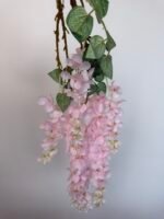 Гліцинія  рожева 6 суцвіть - Зображення 2