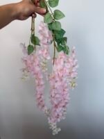 Гліцинія  рожева 6 суцвіть - Зображення 3