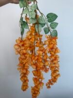 Гліцинія оранж 6 суцвіть