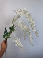 Гліцинія біла 6 суцвіть - Зображення 2