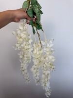 Гліцинія біла 6 суцвіть