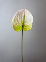 Антуріум преміум біло-зелений