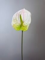 Антуріум преміум біло-зелений - Зображення 4