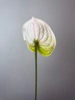 Антуріум преміум біло-зелений - Зображення 2