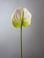 Антуріум преміум біло-зелений - Зображення 3