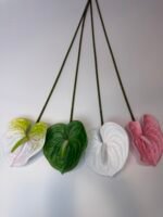 Антуріум преміум біло-зелений - Зображення 5