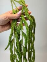 Амарант зелений - Зображення 2