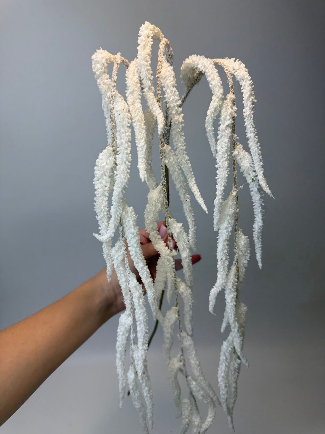 img_8964 Амарант білий - Зображення 1