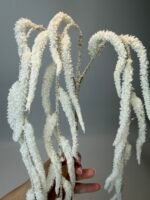 Амарант білий - Зображення 2