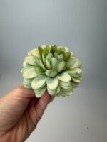 Жоржинка оливка - Зображення 2