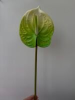 Антуріум maxi зелено-білий