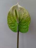 Антуріум maxi зелено-білий - Зображення 2