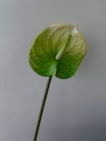 Антуріум maxi зелено-білий - Зображення 3