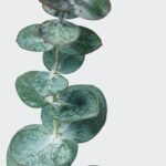 Зелень та Додатки