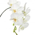 Орхідеї та листя до орхідей