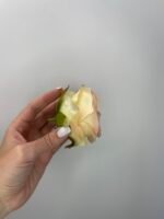 Троянда бутон середня персик - Зображення 4