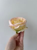 Троянда бутон середня персик - Зображення 2