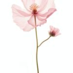 Квіти на гілці